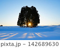 快晴の朝空を背景に雪原の木立ちから昇る朝陽の景色 快晴の朝空を背景に雪原の木立ちから昇る朝陽の景色 142689630
