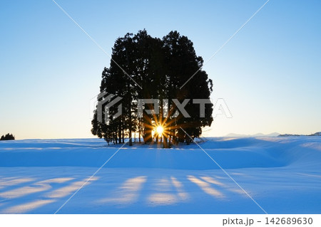 快晴の朝空を背景に雪原の木立ちから昇る朝陽の景色 快晴の朝空を背景に雪原の木立ちから昇る朝陽の景色 142689630