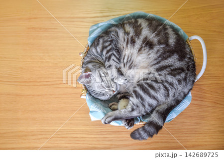 カゴの中で丸くなって眠る猫 カゴの中で丸くなって眠る猫 142689725