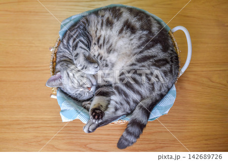 カゴの中で丸くなって眠る猫 カゴの中で丸くなって眠る猫 142689726