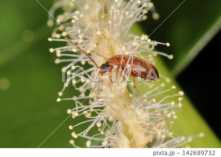 生き物 昆虫 フナガタクチキムシ、五月下旬。公園のクリの木の花に数頭いました 生き物 昆虫 フナガタクチキムシ、五月下旬。公園のクリの木の花に数頭いました 142689732