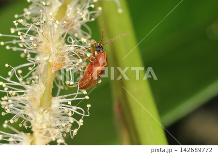 生き物 昆虫 フナガタクチキムシ、大きさは五~六ミリほど。全身ほぼ明るい茶色で大きな複眼が目立つ 生き物 昆虫 フナガタクチキムシ、大きさは五~六ミリほど。全身ほぼ明るい茶色で大きな複眼が目立つ 142689772