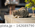 Hungry stray cat enjoying eating dry cat food at street given by volunteers, human care for animals. 142689790