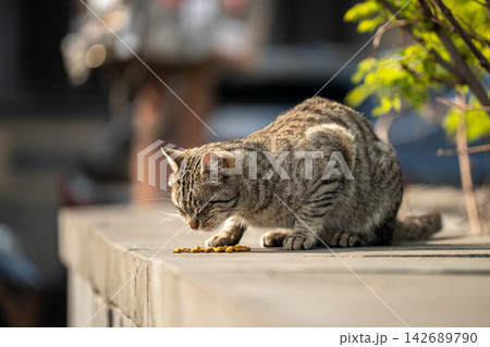 Hungry stray cat enjoying eating dry cat food at street given by volunteers, human care for animals. Hungry stray cat enjoying eating dry cat food at street given by volunteers, human care for animals. 142689790