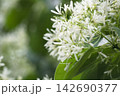 初夏の爽やかな光に包まれて満開に咲く白いヒトツバタゴの花 142690377