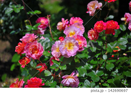関東地方・湘南・花菜ガーデン・装花の仕立てが似合う豪華な薔薇、ラジオ・神奈川県平塚市(1) 142690697