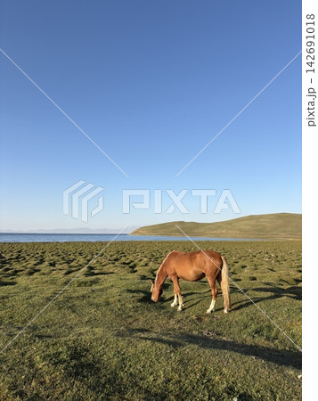 草原の草を食べる馬　キルギスタン　湖 142691018