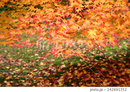 鮮やかに色づく秋の紅葉と散りもみじ 鮮やかに色づく秋の紅葉と散りもみじ 142691352