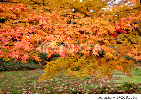 黄金色と朱色に輝く鮮やかな紅葉の枝 黄金色と朱色に輝く鮮やかな紅葉の枝 142691353