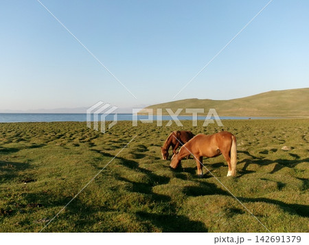 Kyrgyzstan song kul lake cow hourse Kyrgyzstan song kul lake cow hourse 142691379