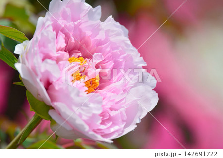 ボタンの花 ボタンの花 142691722