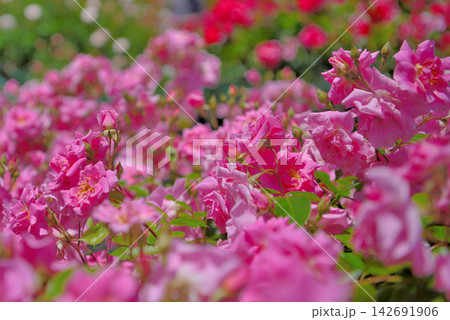関東地方・湘南・花菜ガーデン・薔薇の海、華やかな春のイメージ・神奈川県平塚市(4) 142691906