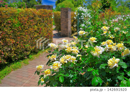 関東地方・湘南・花菜ガーデン・薔薇の海の出入り口、レンガの門・神奈川県平塚市(2) 関東地方・湘南・花菜ガーデン・薔薇の海の出入り口、レンガの門・神奈川県平塚市(2) 142691920