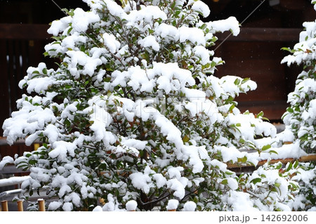 雪を纏った樹木 雪を纏った樹木 142692006