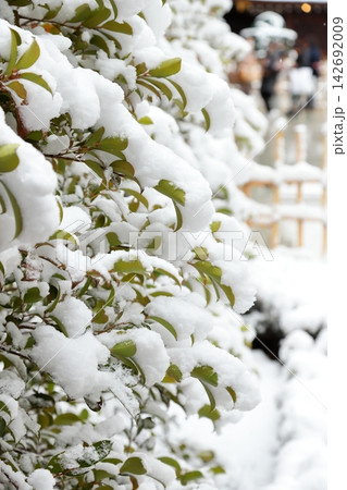 雪を纏った樹木 雪を纏った樹木 142692009