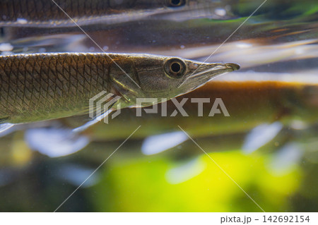 Longnose Gar Fish Swimming Underwater in Aquarium Longnose Gar Fish Swimming Underwater in Aquarium 142692154