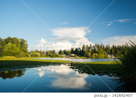 Beautiful lake with lily pads reflecting a blue sky with white clouds on a sunny day Beautiful lake with lily pads reflecting a blue sky with white clouds on a sunny day 142692407