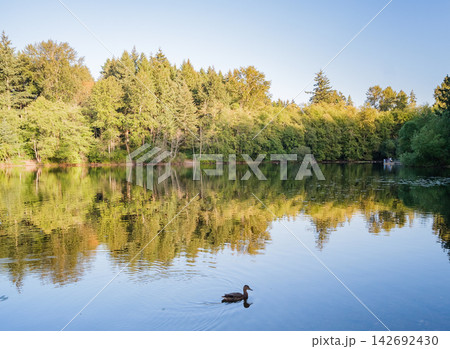 A duck swims across a serene lake reflecting a dense green forest under a clear sky A duck swims across a serene lake reflecting a dense green forest under a clear sky 142692430