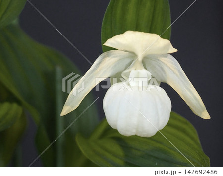 鉢植えのレブンアツモリソウの花 鉢植えのレブンアツモリソウの花 142692486