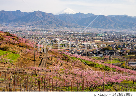 笛吹川フルーツ公園近くから見た笛吹市一帯桃の花 笛吹川フルーツ公園近くから見た笛吹市一帯桃の花 142692999
