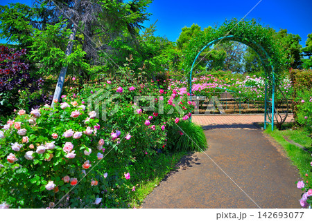 関東地方・湘南・花菜ガーデン・薔薇の海の周囲を囲むバラの庭園・神奈川県平塚市(14) 142693077