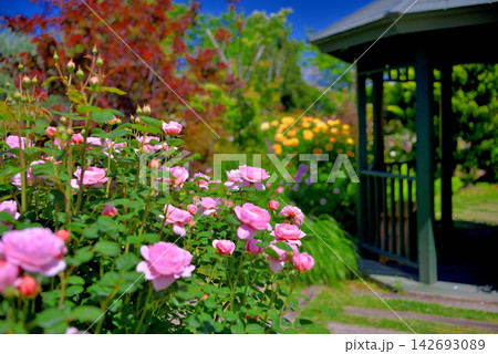 関東地方・湘南・花菜ガーデン・薔薇の庭園を飾るピンクのバラ・神奈川県平塚市(8) 関東地方・湘南・花菜ガーデン・薔薇の庭園を飾るピンクのバラ・神奈川県平塚市(8) 142693089
