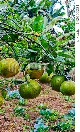 View from near an orange orchard, Malang, East Java. View from near an orange orchard, Malang, East Java. 142693281