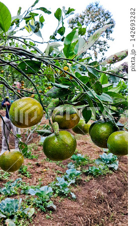 View from near an orange orchard, Malang, East Java. View from near an orange orchard, Malang, East Java. 142693282