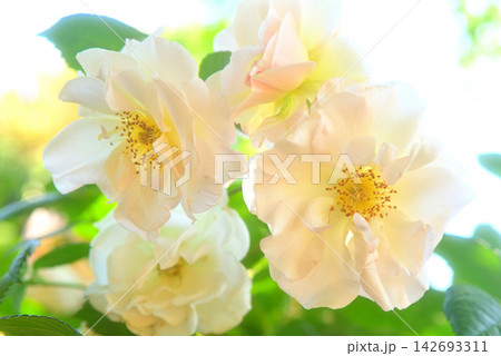 関東地方・湘南・花菜ガーデン・バラ園に咲き誇る薔薇のイメージ・神奈川県平塚市(2) 関東地方・湘南・花菜ガーデン・バラ園に咲き誇る薔薇のイメージ・神奈川県平塚市(2) 142693311