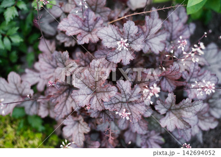 Close View of Heucherella Gunsmoke Leaves Close View of Heucherella Gunsmoke Leaves 142694052