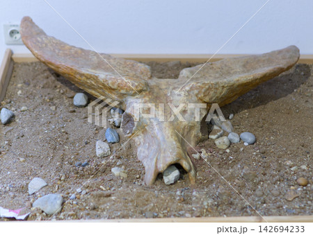 A museum exhibit of a fossilized prehistoric steppe bison (Bison priscus) skull with large wide horns mounted on a sandy base at a museum in Dessau, Germany. The paleontological specimen is shown indo 142694233