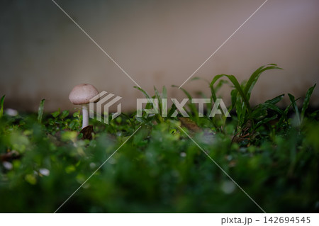 a small mushroom growing on the ground of grass field a small mushroom growing on the ground of grass field 142694545
