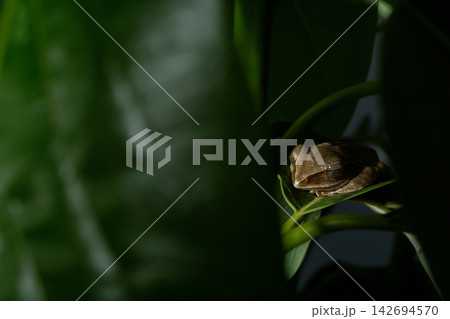 close up macro shot of sleeping tree frog on the green leaf close up macro shot of sleeping tree frog on the green leaf 142694570