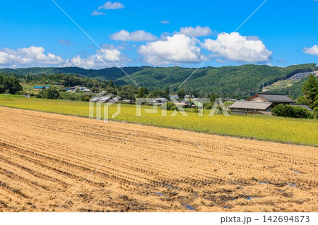 爽やかな秋晴れのもと広がる稲刈り後の水田と日本の農村 142694873