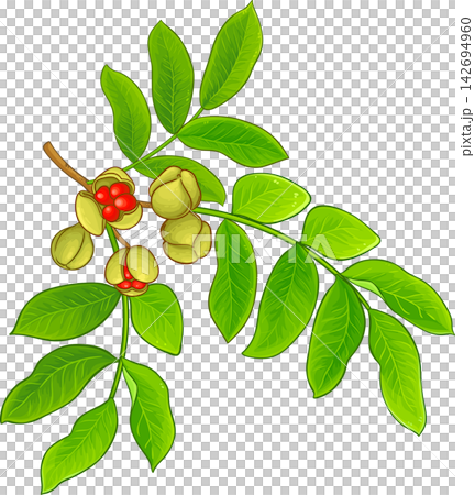 Mafura Branch Colored Detailed Illustration Mafura Branch Colored Detailed Illustration 142694960
