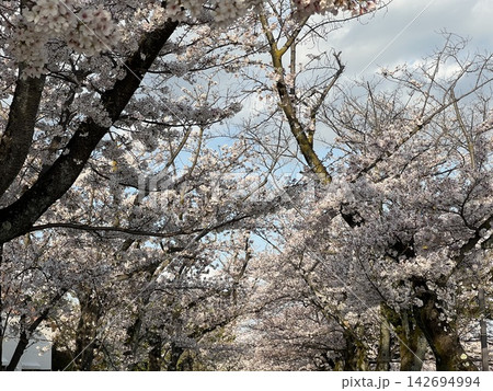 Cherry Blossom Moments 08 142694994