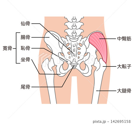中臀筋　骨盤周辺の骨　股関節 142695158
