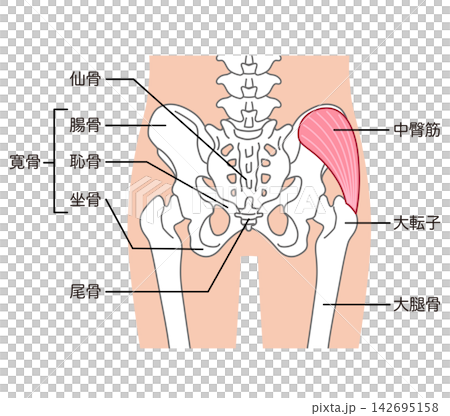 中臀筋　骨盤周辺の骨　股関節 142695158