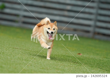 芝生のドッグランで元気に遊ぶ赤柴の柴犬 142695324
