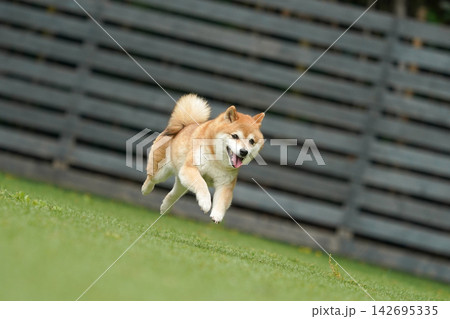 芝生のドッグランで元気に遊ぶ赤柴の柴犬 芝生のドッグランで元気に遊ぶ赤柴の柴犬 142695335