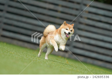 芝生のドッグランで元気に遊ぶ赤柴の柴犬 142695336
