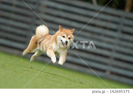芝生のドッグランで元気に遊ぶ赤柴の柴犬 142695375