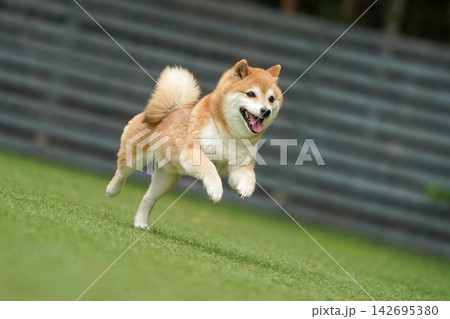 芝生のドッグランで元気に遊ぶ赤柴の柴犬 芝生のドッグランで元気に遊ぶ赤柴の柴犬 142695380