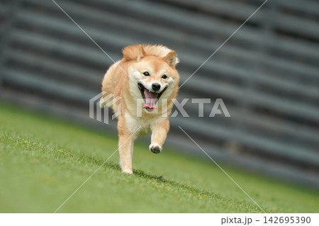 芝生のドッグランで元気に遊ぶ赤柴の柴犬 142695390