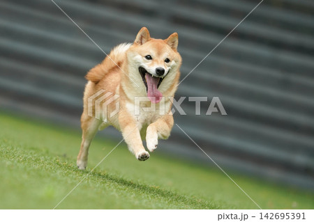 芝生のドッグランで元気に遊ぶ赤柴の柴犬 142695391