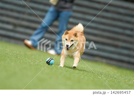 芝生のドッグランで元気に遊ぶ赤柴の柴犬 142695457