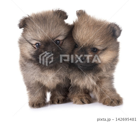 puppies pomeranian in studio puppies pomeranian in studio 142695481