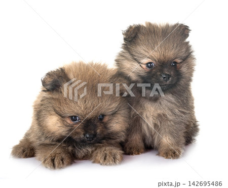 puppies pomeranian in studio puppies pomeranian in studio 142695486