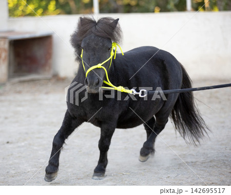 miniature horse with halter miniature horse with halter 142695517