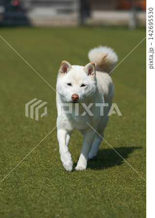 芝生のドッグランで元気に遊ぶ白柴の柴犬 芝生のドッグランで元気に遊ぶ白柴の柴犬 142695530
